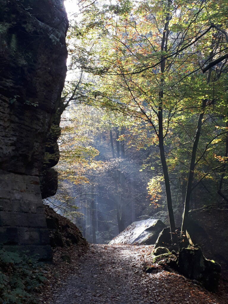 Morgenstimmung im Uttewalder Grund 