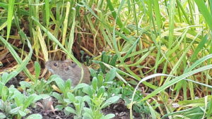 In welchem Märchen kommt eine Maus vor?