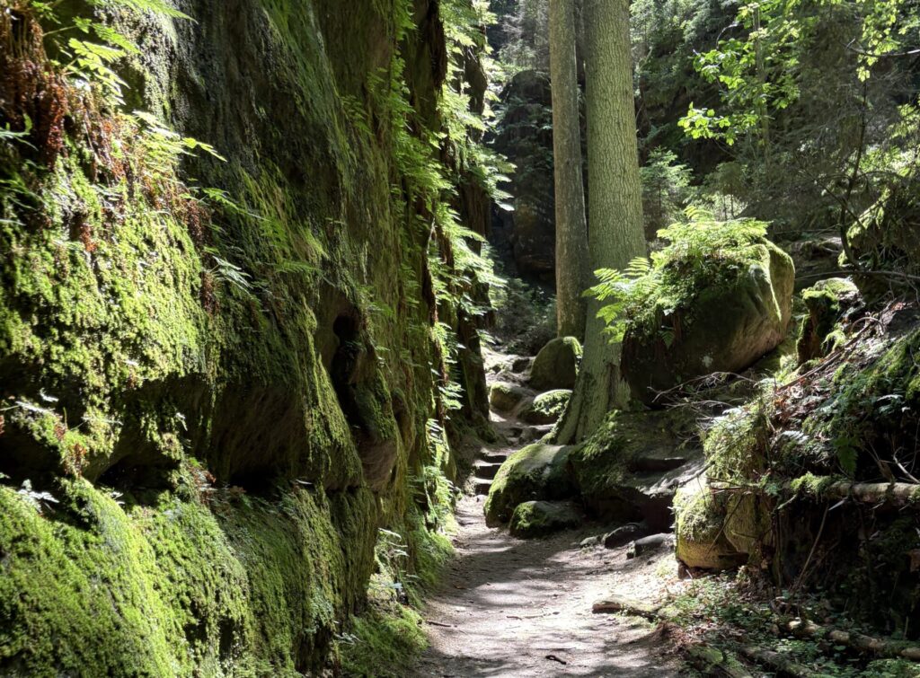 in den Teufelsschlüchten rund um Wehlen